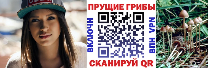 наркота  OMG как зайти  Псилоцибиновые грибы Cubensis  Глазов 